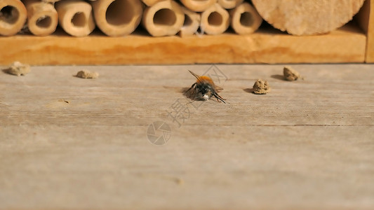 与欧洲果园蜜蜂共住的昆虫旅馆传粉者壁蜂濒危野生动物帮助动物群隧道背景