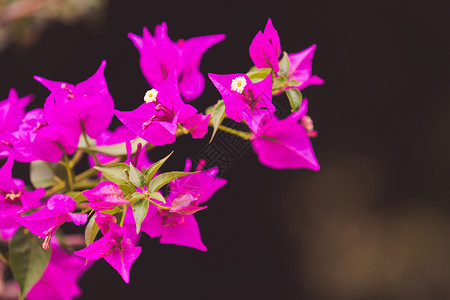 明亮的粉红布加维亚花朵 绿色背景模糊植物藤蔓粉色植被背景图片