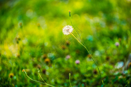 薄公英在绿草的模糊背景中 花朵在一片薄细长的长尾线上背景