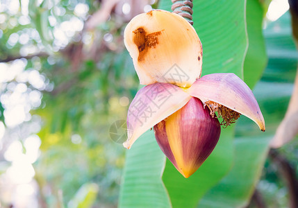 浅光模糊背景的香蕉花朵植物树叶花园植物学植物群绿色热带背景图片
