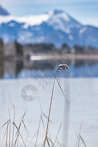 镜面草湖中镜面反射的风景 前景中的干草 藤条和障碍物 背景中的山脉和森林 水上的冰 草上覆盖着白霜 宁静背景