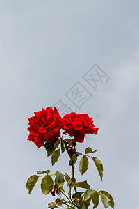 美丽的红玫瑰和绿树叶 以浅蓝天空为背景叶子红花树叶风格人像植物花粉尖刺植物群花园背景图片
