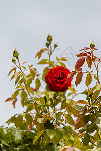 美丽的红玫瑰和绿树叶 以浅蓝天空为背景叶子花粉植物红花花园淡蓝色花瓣尖刺风格人像背景图片