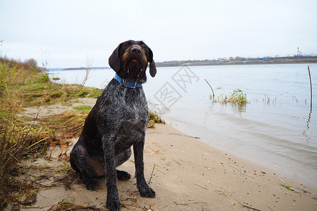 罗伯特德拉萨尔在水库岸边猎狗的德国种Drathaar品种羊毛矿业架子棕色背景