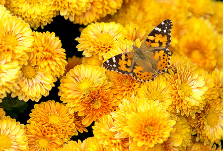 明亮的黄色菊花的自然环境背景花束动物群昆虫植物群植物花朵蝴蝶背景图片