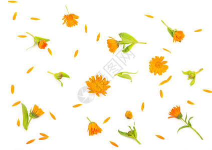 橙色金盏花五颜六色的明亮的样式花瓣橙子植物问候卡片叶子乡村平铺花园框架背景图片
