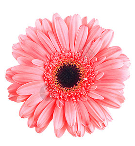 您已被请出本群粉红色的花朵 在白色和花本上被孤立植物学橙子礼物植物花园雏菊格柏季节植物群花瓣背景