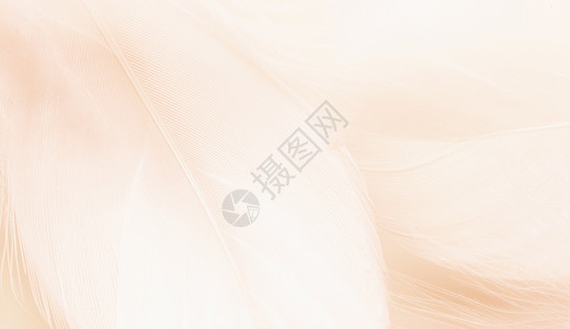 背景用鸟的柔和色蓬松羽毛白色蓝色动物天堂墙纸奢华宏观粉色柔软度天鹅背景图片
