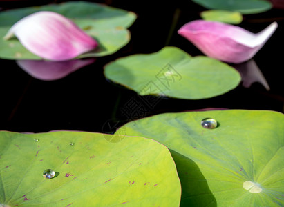 荷叶上的水露环境花园植物池塘叶子绿色粉色背景图片