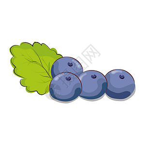 蓝莓黑加仑蓝莓或醋栗配薄荷叶 主题设计的矢量图解创造力叶子薄荷味道浆果种子电路插图食物草图插画