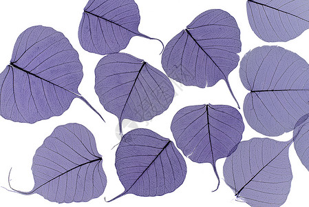 紫色风格叶子具有不同形状和大小的骨架叶背景