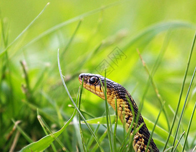蛇的创意照片生活蛇眼蛇恋食蛇者背景