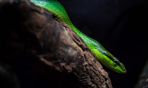 蛇的创意照片生活食蛇者蛇眼蛇恋高清图片