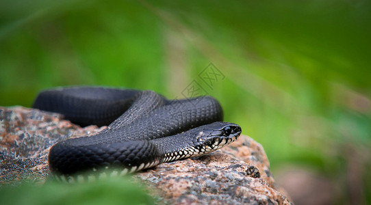 蛇的创意照片食蛇者蛇眼蛇恋生活高清图片