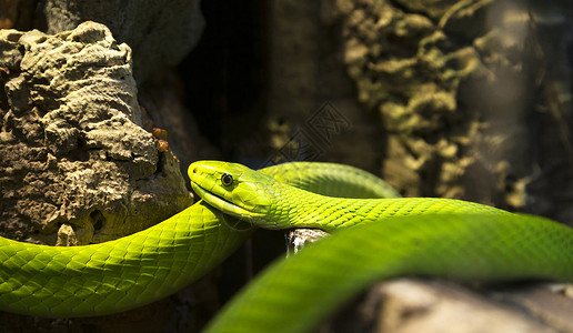 蛇形图片蛇恋食蛇者蛇眼生活高清图片