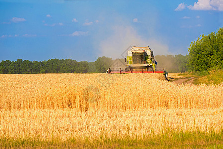 收获小麦田作业的收割机粮食机器场景面包农民机械腹地拖拉机大麦日落背景图片