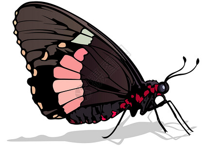 伟大的摩门教蝴蝶花园脊椎动物动物野生动物动物群环境生物学昆虫景点漏洞插画