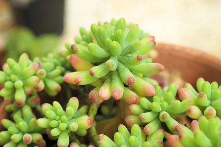 花园中的植物珊瑚草本植物情调猪肉植被生长植物学园艺荒野疗法背景图片