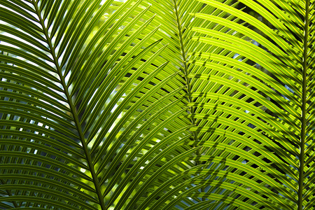 棕榈科植物学花园高清图片