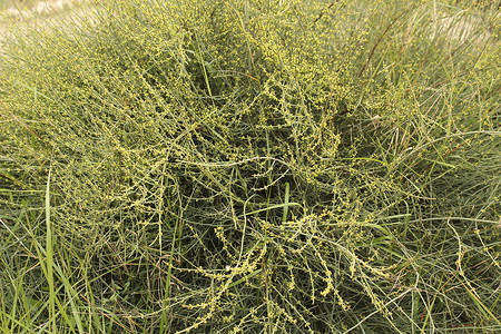 草麻黄本土植物自然高清图片