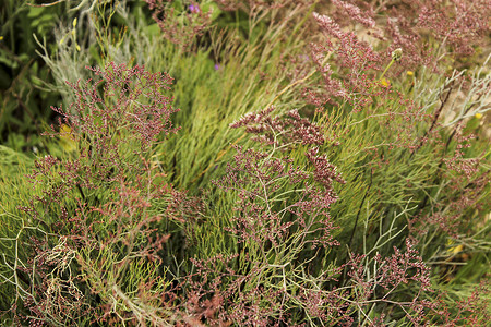 补血草属su 下的植物环境草地元帅植被季节奶奶荒野湿地血草野花背景