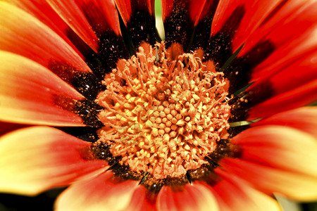 花园里有多彩的红色加扎尼亚拉登花朵花坛花头花艺土壤叶子原素雌蕊复合家庭一朵花背景图片