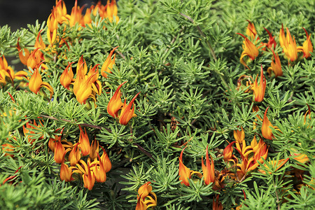 火焰植物花前卫的莲花花卉植物叶子珊瑚衬套荒野园艺橙子金子植物群热带火焰背景