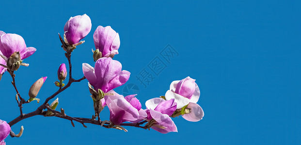 盛开花的树盛出木兰花花植物群花瓣公园花朵太阳紫色晴天天空玉兰蓝色背景