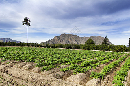 果园的土豆种植植物农村地面园艺土地女星栽培淀粉叶子文化背景