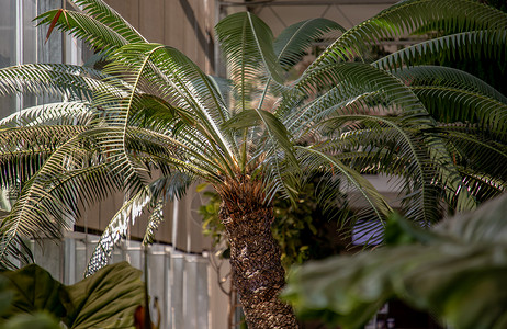 苏铁在靠近窗户的花盆里 有阳光 在亲自然的室内风格中放松时光家具环境城市时刻建筑热情土星植物热带棕榈背景图片