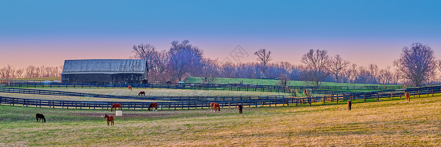 肯塔基州马在黄昏的农场上放牧背景