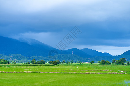 绿色稻田和山上深蓝色的云层在背景之下 (注 “绿稻田”)背景图片