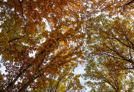 秋树视角的低角度视图绿色天空橙子季节黄色森林背景图片