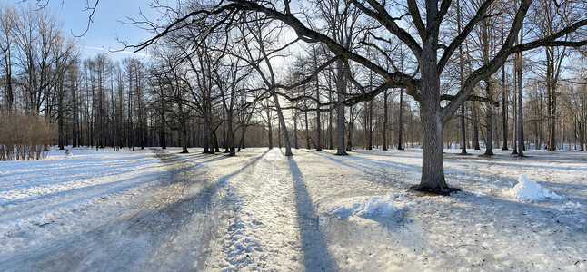 雪地上影子春春公园的全景图像 日落时黑树干阴影看法气象树木观点季节环境阳光反射公共公园影子背景