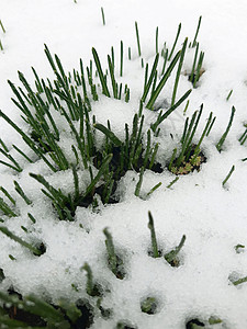 绿草穿过雪雪 走过青草季节光合作用叶子场地植物植物学草芽天气生长草地背景