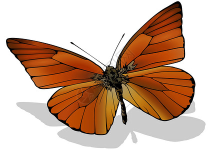 橙色信天星鳞翅目景点插图野生动物昆虫学优美动物群蝴蝶橙子脊椎动物背景图片