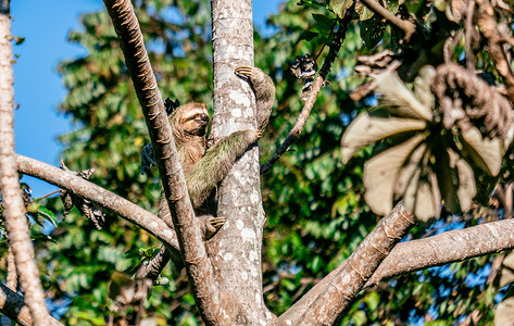 树上挂着树懒树上可爱的石洞  哥斯达黎加棕色野生动物丛林生物学哺乳动物绿色荒野树懒森林叶子背景