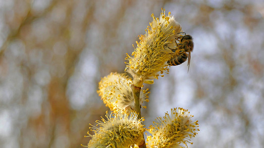 在德国春天与蜜蜂一起盛开柳树花季节性植物群使者昆虫宏观衬套黄色枝条植物信使背景图片