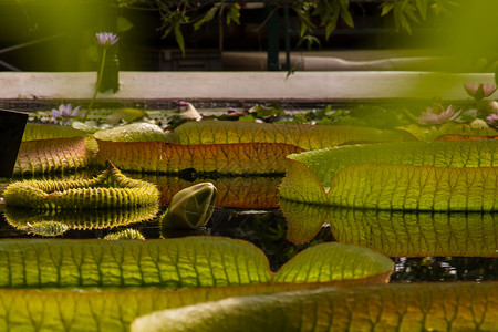 池塘中的水百合摄影微距植物花园环境叶子荷花种植园植被水生植物背景图片