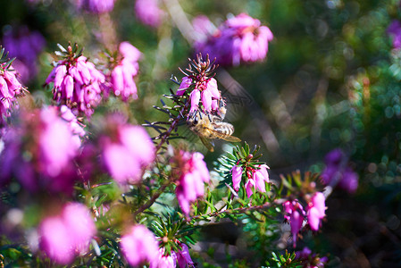 鲜花中常见的异教徒农村高地紫色美丽叶子植物学灌木荒地蜜蜂植物群背景图片