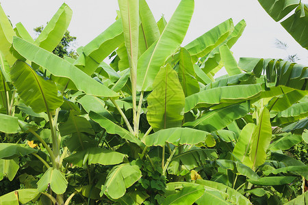 绿色条纹肌理树热带香蕉叶丛林情调美丽花园条纹植物棕榈生态环境丛林绿色背景