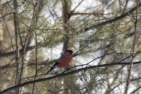 红牛座坐在树枝上鸟类麻雀翅膀男性树木动物灰雀背景图片