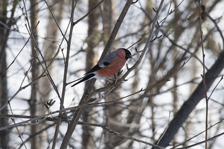 红牛座坐在树枝上灰雀男性麻雀鸟类动物翅膀树木背景图片