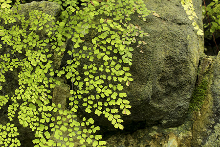地上生长的阿迪安图姆卡皮利勒斯湿度植物群毛细管花序花店植物叶子享受园艺蕨类背景图片