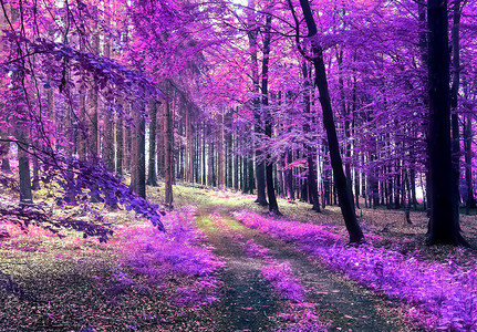 美丽的粉色和紫色红外全景进入森林景观天空叶子正方形反射树叶漫画木头蓝色樱花树木背景图片