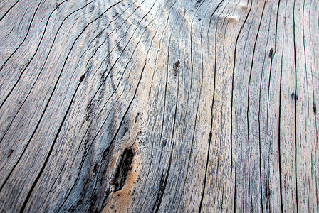 接近旧树桩表面纹理木质纹理硬木森林材料棕色白色灰色风化裂缝树干背景图片