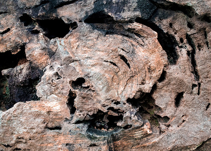 木化石自然棕色的高清图片