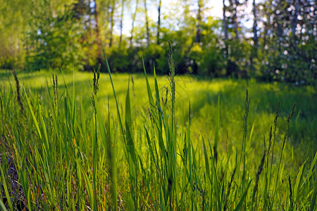 森林中春天的青绿草背景图片