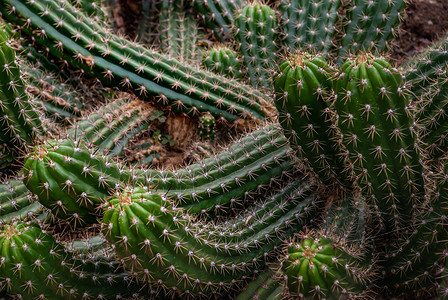 植物园中的仙人掌模式植物花园沙漠植物学植物群背景图片