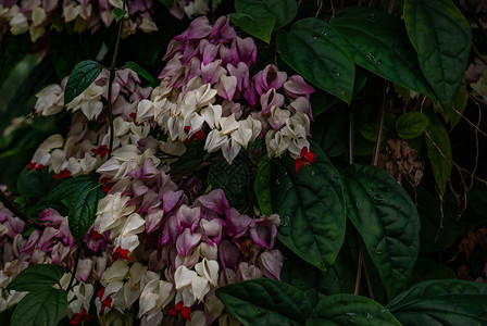 植物园中盛开的花朵(出血的心藤) 在植物园中高清图片
